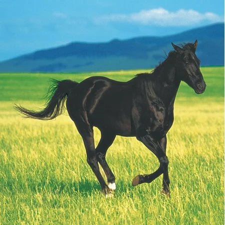 5" Beverage Napkins - Wild Horses (16ct)