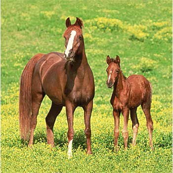6.5" Lunch Napkins - Wild Horses (16ct)