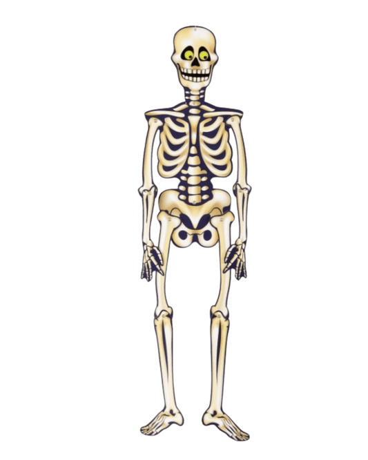 35" Halloween Jointed Skeleton